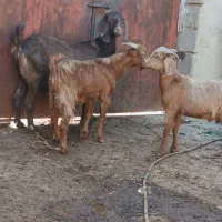 ۴راس بز زاییده دوقلوزا وابستن در سربندر