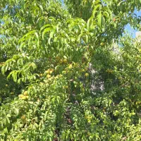 انواع-زمین-باغ-بابامحمد