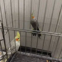 عرس هلندی یک جفت نره وماده ونره با جوجه