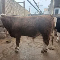 گوساله‌نر|حیوانات مزرعه|اسفرورین, |دیوار