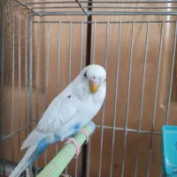 مرغ عشق ماده همراه با قفس