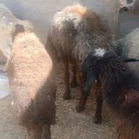 میش و بز