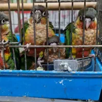 انواع نژادهای گرینچک 35روزه تا مولد برد شاپ شاپرک