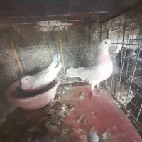 کوفتر|پرنده|برخوار, |دیوار