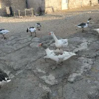 غاز محلی|حیوانات مزرعه|روانسر, |دیوار