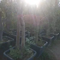 نذر درخت کاشت نهال در آرامستان ها روستا امام زاده|گل و گیاه طبیعی|کهریزک, |دیوار