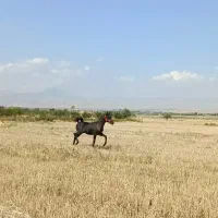 کره نریان ۱۷ ماهه|اسب و تجهیزات اسبسواری|مرند, |دیوار