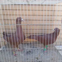 زرد و سرخ کرمونی