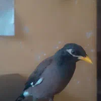 جوجه میناچهارماهه