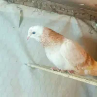 کبوتر پرشی یه جایی و تکی