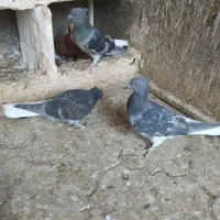 سه عدد سبز دوم سفید