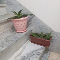 گل آلوئه ورا|گل و گیاه طبیعی|قدس, شهرقدس|دیوار