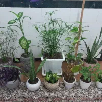 بالزدانس|صنایع دستی و سایر لوازم تزئینی|ترکمانچای, |دیوار