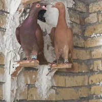 کفتر دورگ و تله فنری و قفس جفتی فروشی
