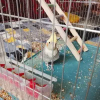 عروس هلندی|پرنده|کوهبنان, |دیوار