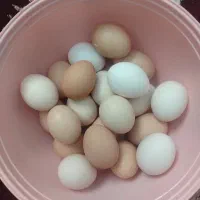 تخم مرغ محلی