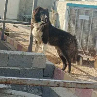 سگ گله و نگهبان