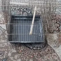 قفس عروس هلندی