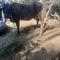 گاو|حیوانات مزرعه|بندرعباس, |دیوار