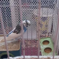 مرغ عشق نر آواز خوان|پرنده|لاهیجان, فیاض|دیوار