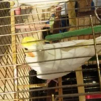 عروس هلندی|پرنده|مرودشت, ثبت احوال|دیوار