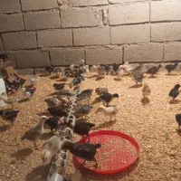 جوجه مرغ گلین گردن لخت سالم سالم واکسن خورده