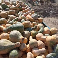 کدو گوسفندی از یک تن تا 100تن به قیمت مناسب