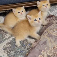اسکاتیش و بریتیش گلد