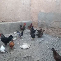 مرغ تخم گزار سالم سالم|حیوانات مزرعه|کرمانشاه, |دیوار