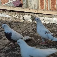 یک جفت سفید