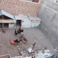 مرغ و خروس محلی وگلین