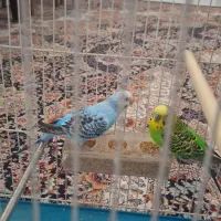 یک جفت مرغ عشق با قفس|پرنده|مشهد, شهرک امام هادی (شهرک غرب)|دیوار