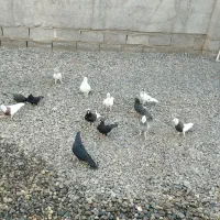 کبوتر فروشی