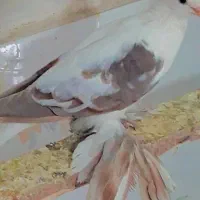 ساده پرپا خال