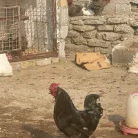 تخم مرغ گلین برهما ریش دار مرندی نتفه دار