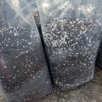 تولیدی خاک رویش سبز