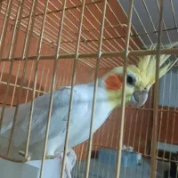 عروس هلندی نر لوتینو