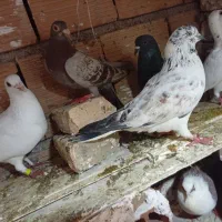 کبوترا سالم|پرنده|گرگان, |دیوار