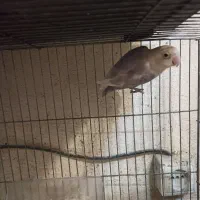 طوطی برزیلی