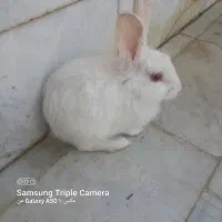 واگذاری خرگوش