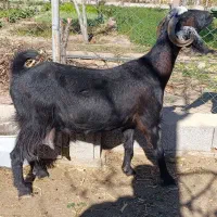 بز پرشیر و بزغاله چاق