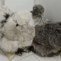 پرندگان وحیوانات مزرعه|حیوانات مزرعه|مشهد, فتح المبین|دیوار