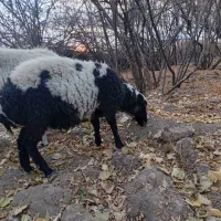 فروشی|حیوانات مزرعه|زرند, |دیوار