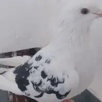 کبوتر گم شده حومه باشگاه بهشتی‌.