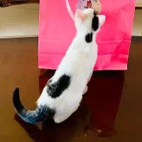 حیوان گمشده