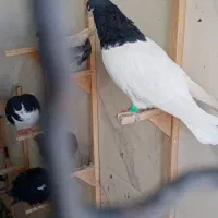 کفتر فروشی|پرنده|شیراز, حجت آباد|دیوار