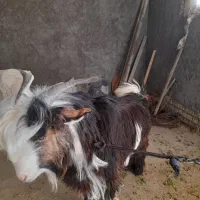 بیگ چاق|حیوانات مزرعه|شوشتر, |دیوار