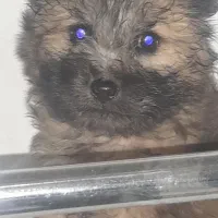 نژاد تریر|سگ|مشهد, میان ولایت|دیوار