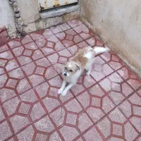 سگ پاکوتاه|حیوانات|مراغه, |دیوار