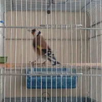 سهره و سهره قناری